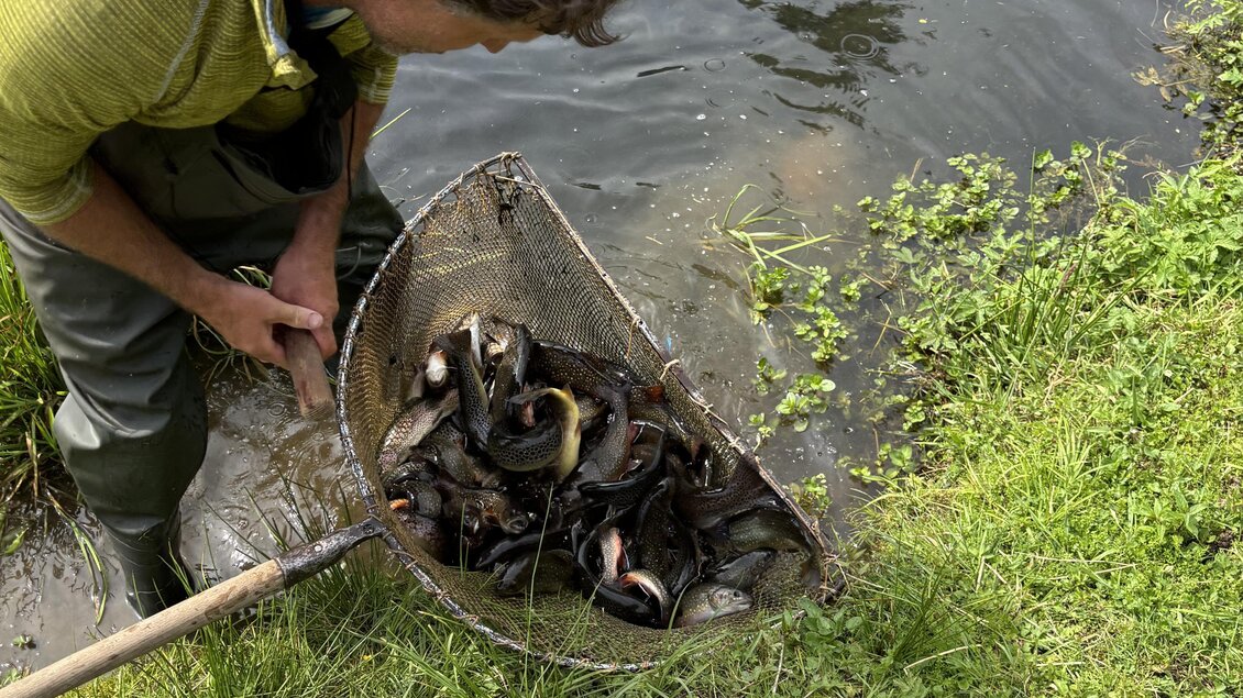 Ein Mann steht am Ufer eines Gewässers und hält ein Netz voller Fische. Im Hintergrund sind Gräser und Wasser sichtbar. | © Selina Senft