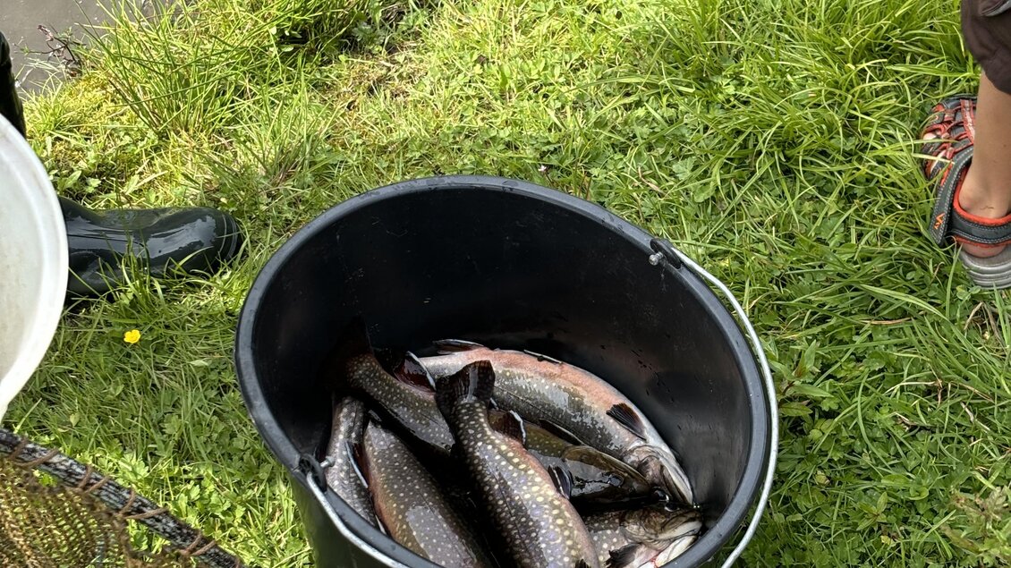 Ein schwarzer Eimer steht auf dem Gras und enthält mehrere Fische. Im Hintergrund sind Wasser und grüne Pflanzen zu sehen. | © Selina Senft