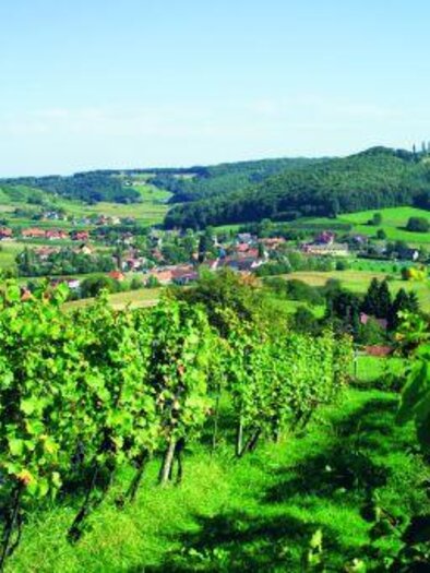 Sujetfoto Weinberg | © TVB Thermen- & Vulkanland