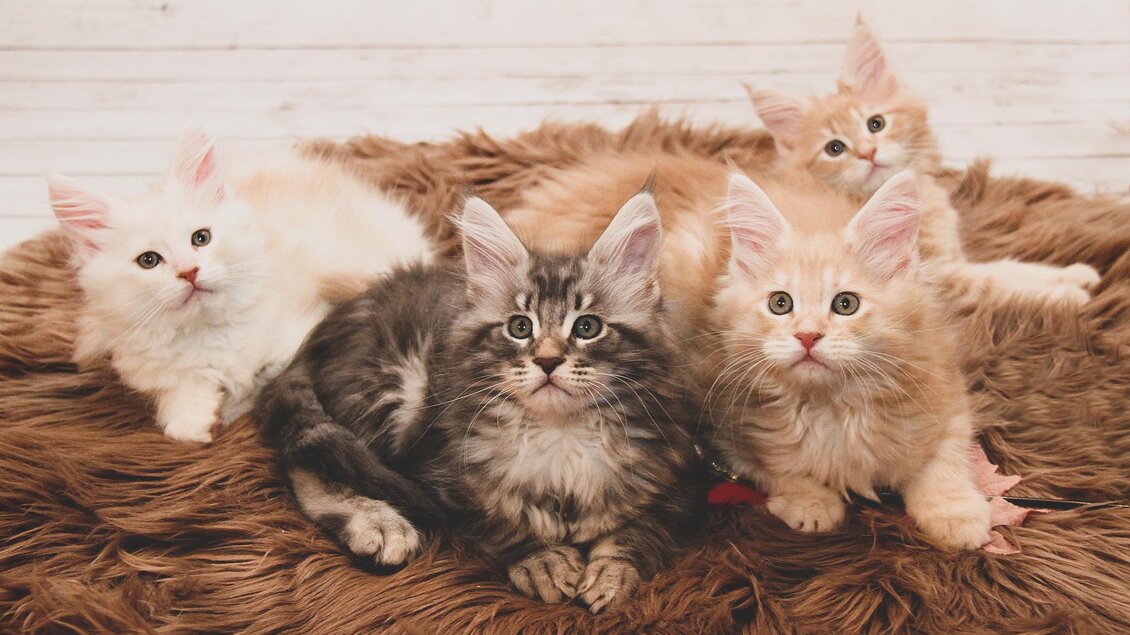 Vier niedliche Kätzchen liegen auf einem weichen, braunen Teppich. Sie schauen neugierig in die Kamera.