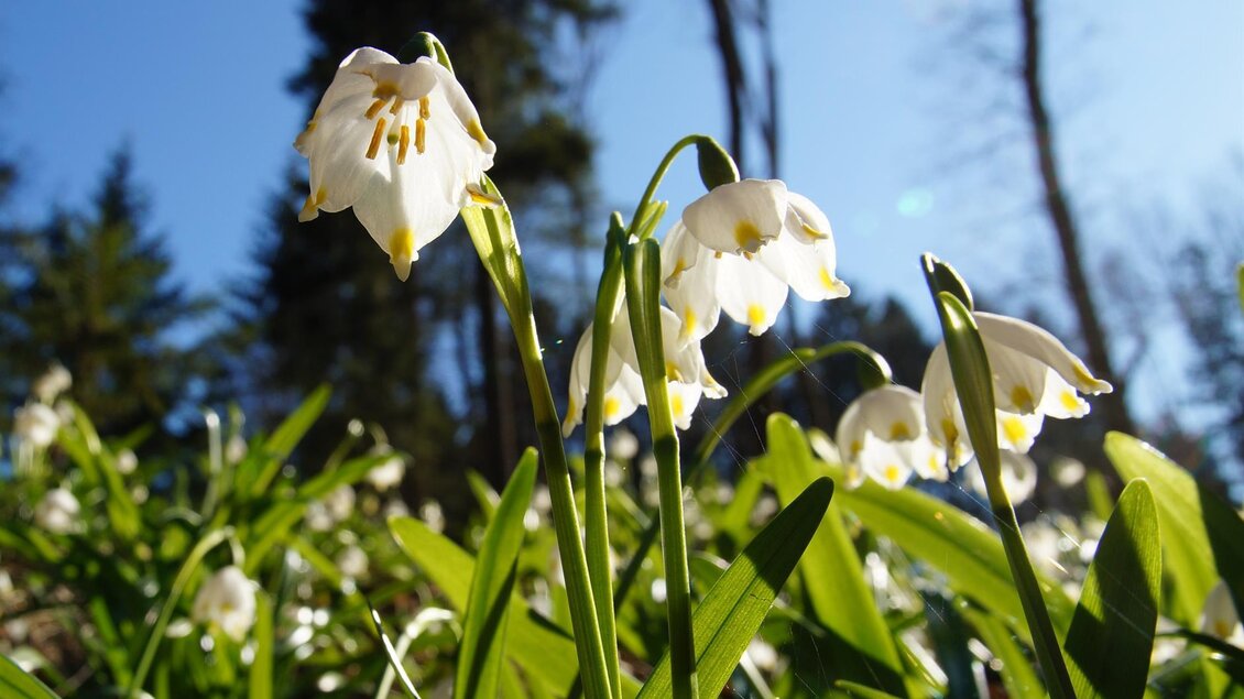 Frühlingsknotenblume_Blume_Oststeiermark