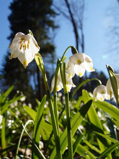 Frühlingsknotenblume_Blume_Oststeiermark