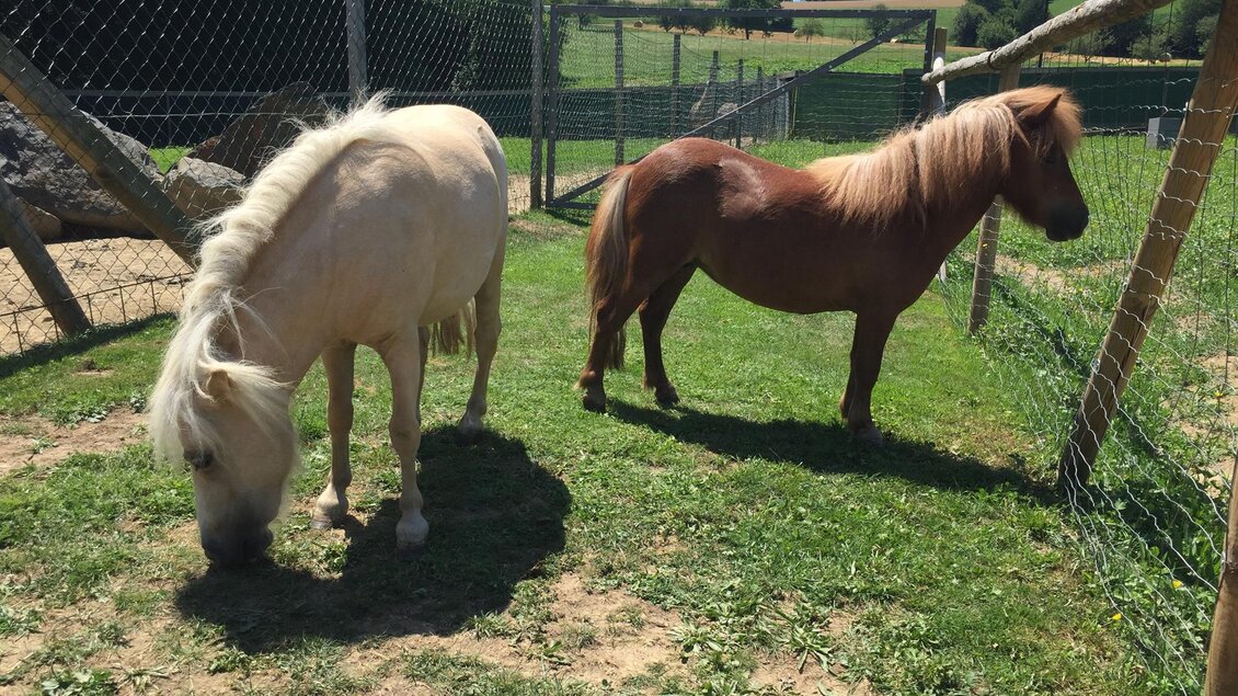 Franziskus Tier-Erlebnisbauernhof - Impressionen #2.1
