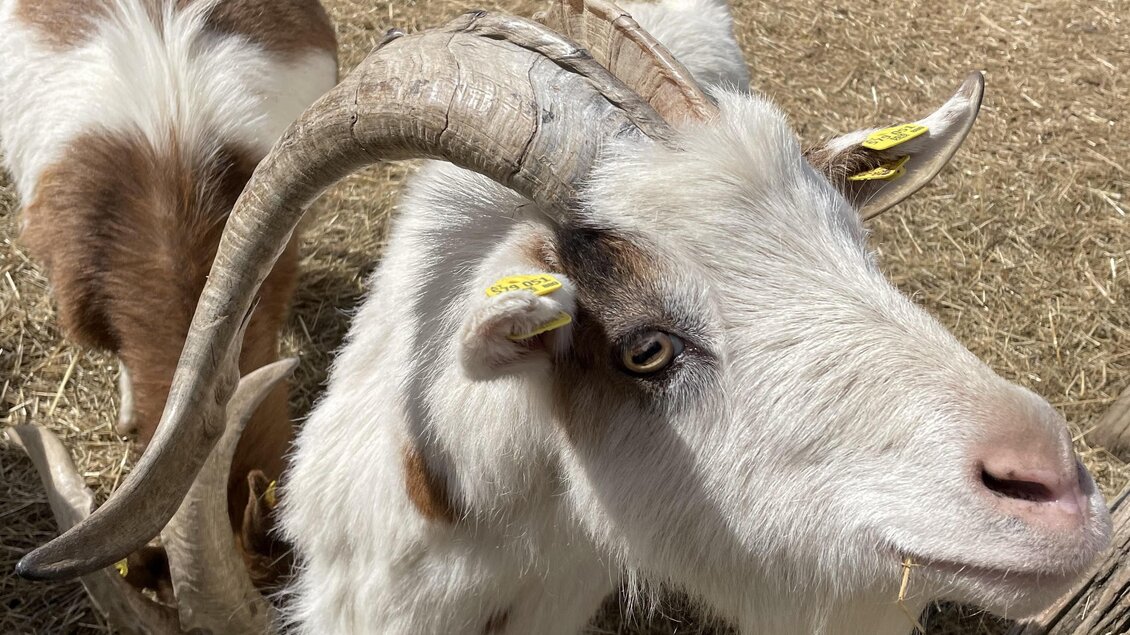 Streichelzoo bei der Römerhütte | © Michael Lechner
