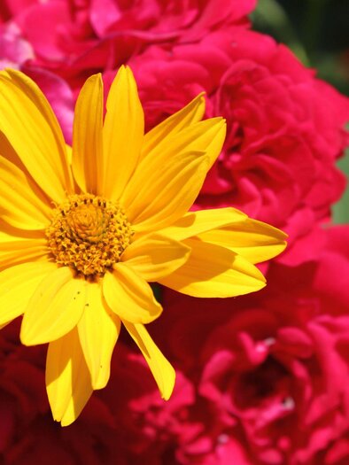 Eine strahlend gelbe Blume blüht vor einem Hintergrund aus roten Rosen. Die Farben sind lebhaft und fröhlich. | © TVB Ausseerland - Salzkammergut_Viola Lechner