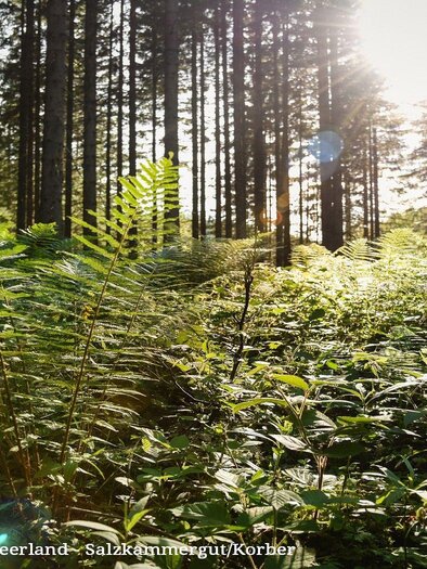 Symbolfoto_Wald | © TVB Ausseerland Salzkammergut_Jacquline Korber