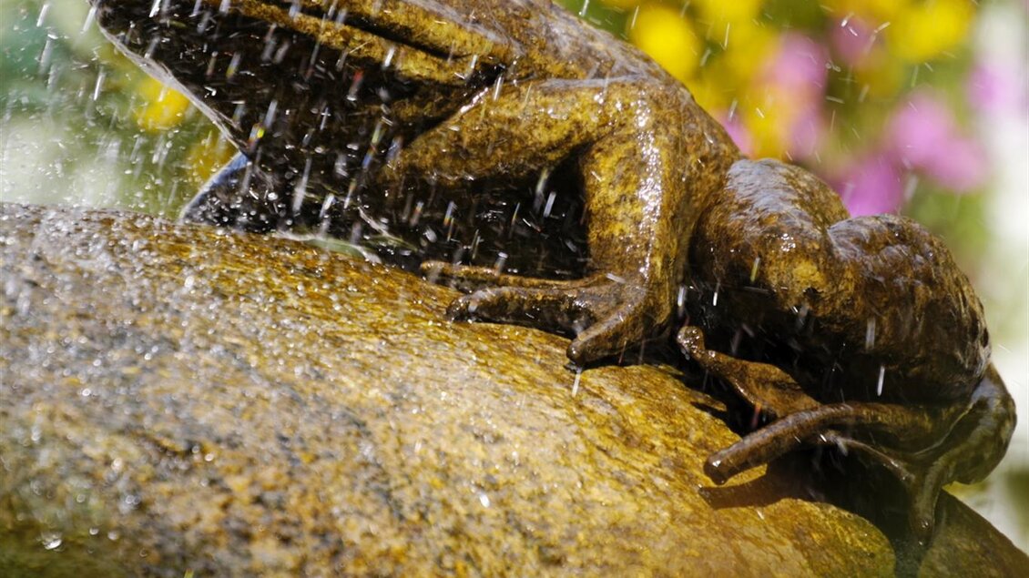 Ein paar Frösche sitzen auf einem Stein, während Wasser von oben auf sie niederschlägt. Im Hintergrund blühen bunte Blumen. | © Bernhard Bergmann