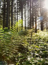 Symbol picture forest | © Jacqueline Korber | Jacqueline Korber | © Jacqueline Korber