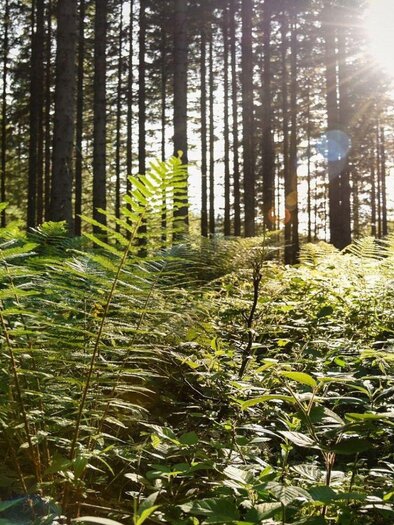 SymboSymbolfoto Wald | © Jacqueline Korber