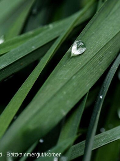Symbolfoto Gras | © TVB Ausserland Salzkammergut_Jacqueline Korber