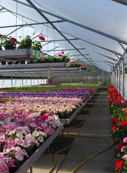 Balkonblumenauswahl | Gärtnerei Blumen Ressmann | © Gärtnerei Blumen Ressmann