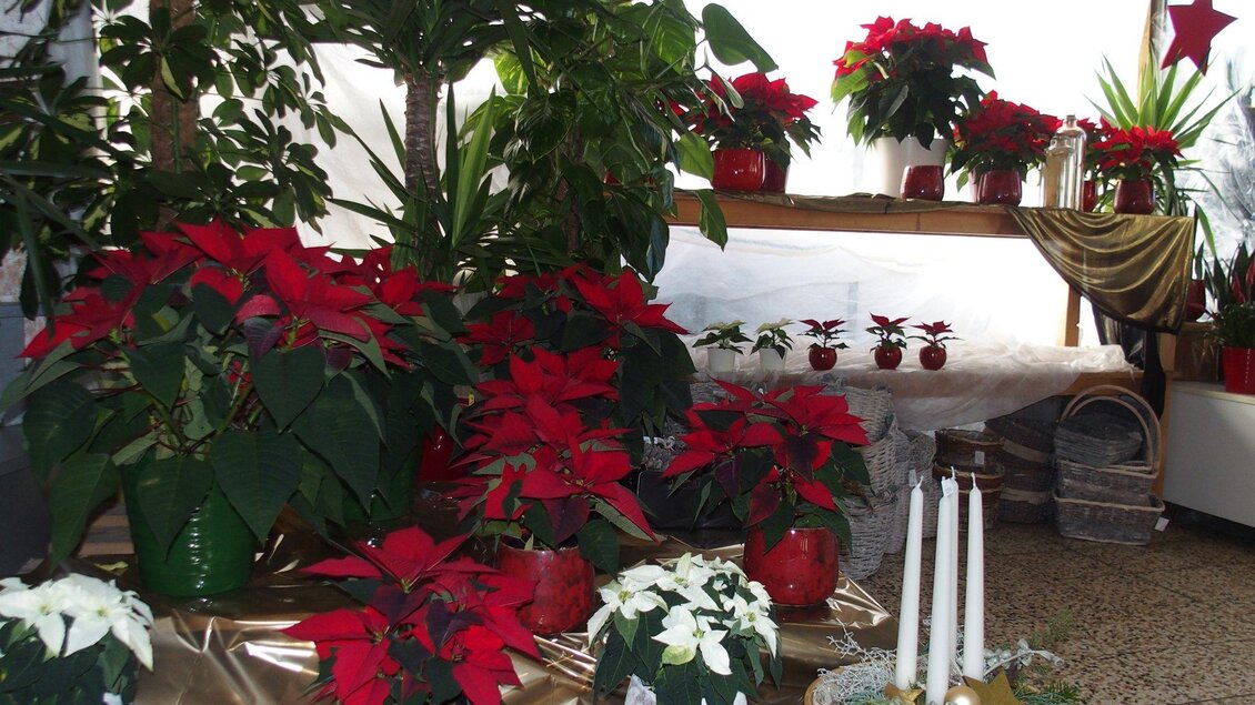 Weihnachtssterne aus eigener Produktion | © Gärtnerei Blumen Ressmann