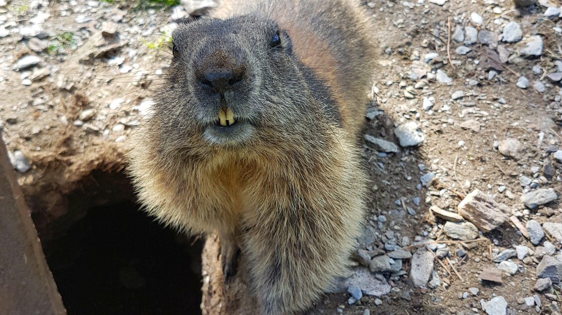 Murmeltiere auf der Galsterbergalm | © Lukas Bezila