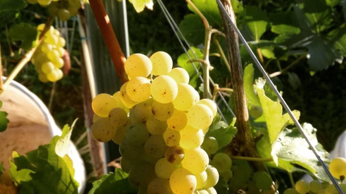 Eine Traube mit vielen reifen, gelben Beeren hängt an einer Weinrebe. Im Hintergrund sind grüne Blätter sichtbar. | © Gaber Patrick Weine