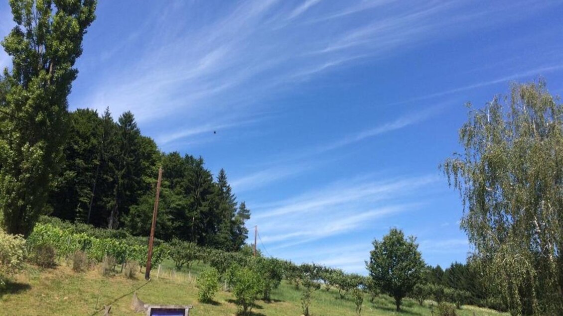 Eine hügelige Landschaft mit grünen Bäumen und sanften Weinreben. Der Himmel ist blau mit einigen lichten Wolken. | © Familie Koschak