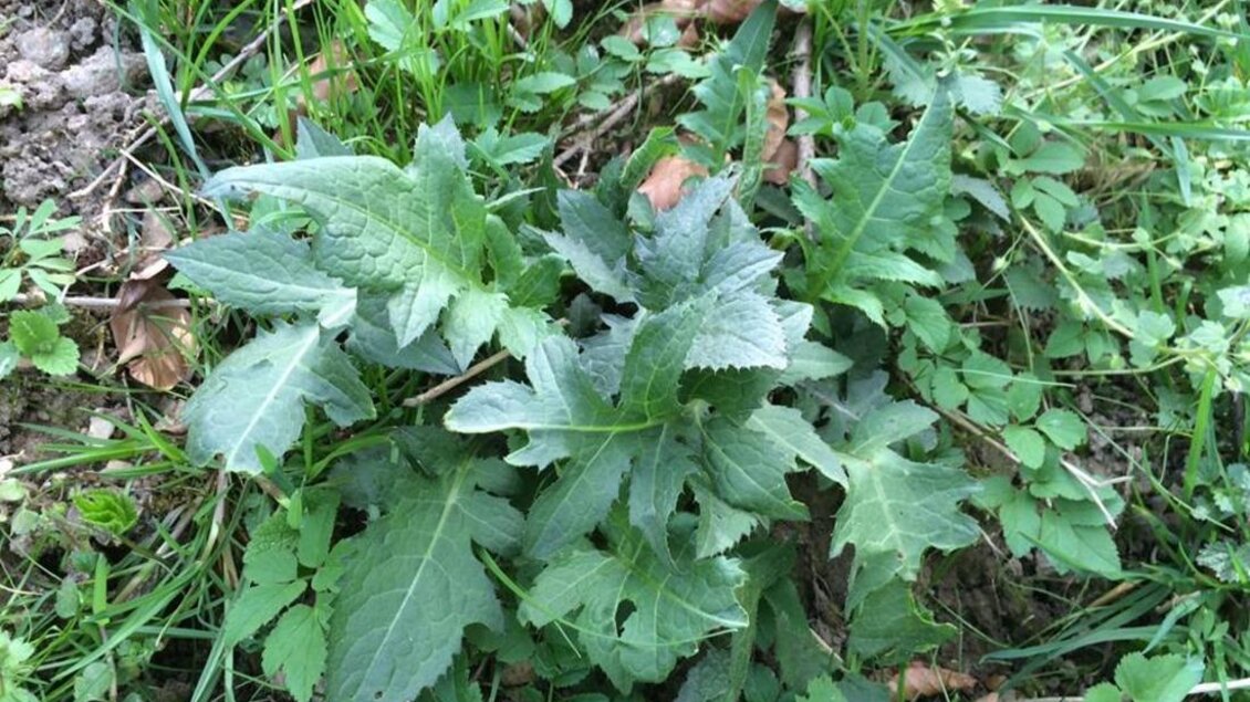 Eine grüne Pflanze mit breiten, gezackten Blättern wächst im Gras. Um sie herum sind kleinere Pflanzen und frisches Grün. | © Familie Koschak