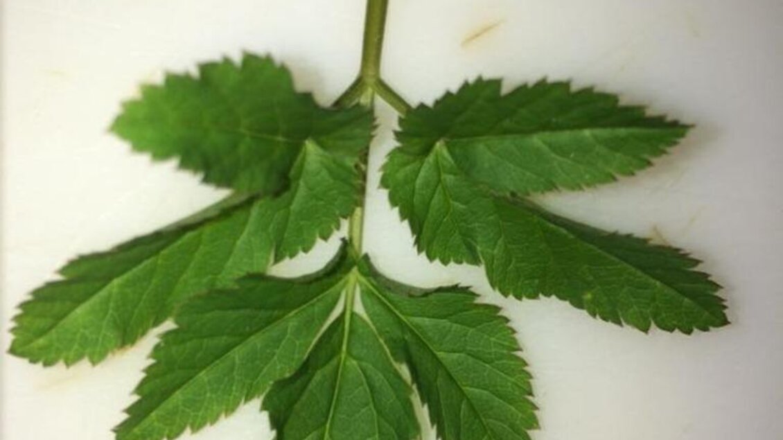 Ein grünes Blatt mit mehreren gezahnten Blättern. Es liegt auf einer weißen Oberfläche. | © Familie Koschak