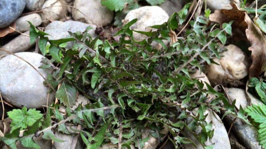 Eine kleine Pflanze mit gezackten Blättern wächst zwischen Steinen. Der Hintergrund besteht aus grünem Pflanzenbewuchs und Kies. | © Familie Koschak