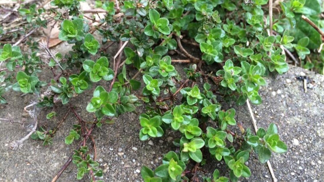 Ein dichter Haufen frischen Thymians wächst auf dem Boden. Die kleinen, grünen Blätter wirken lebendig und gesund. | © Familie Koschak