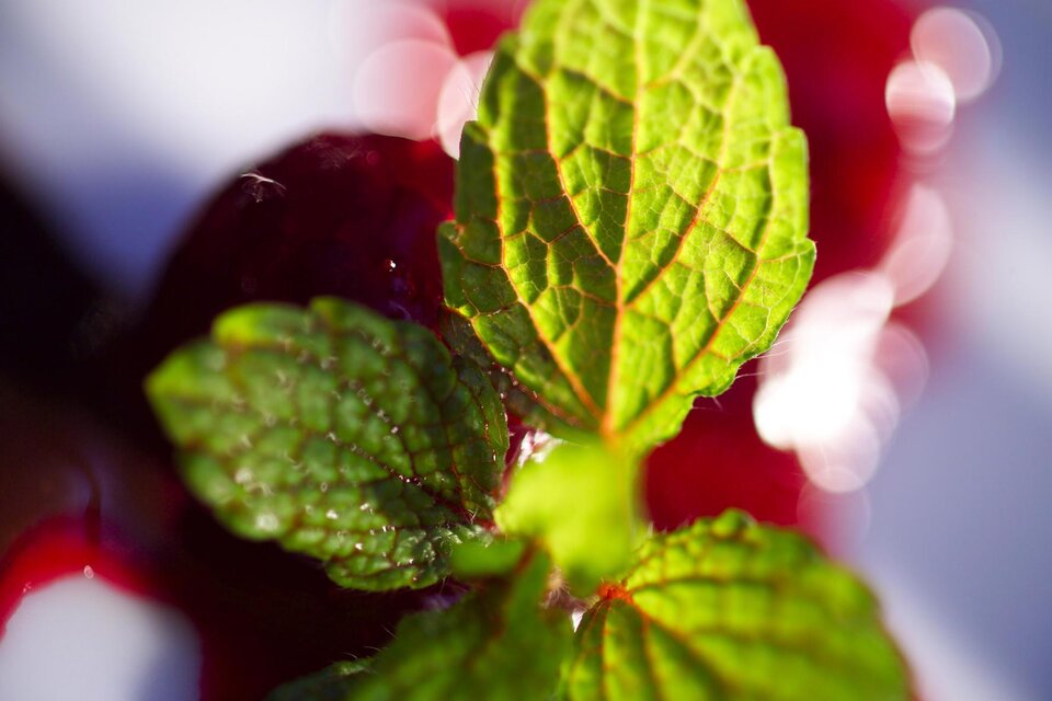 Inn s'Flankerl - Impression #1 | © TVB Thermen- & Vulkanland