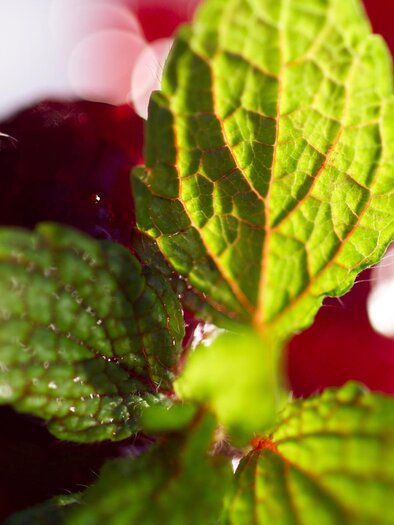 Kulinarische Köstlichkeiten | © TVB Thermen- & Vulkanland