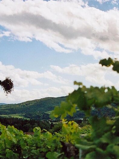 A picturesque landscape with vineyards and a sky full of clouds. In the foreground, there is a wheel with a birdhouse. | © Gasthof Stegweber