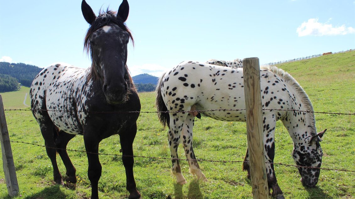 Zwei Pferde stehen auf einer grünen Wiese. Eines ist schwarz mit Flecken und das andere ist weiß mit schwarzen Flecken. | © Tourismusverband Oststeiermark