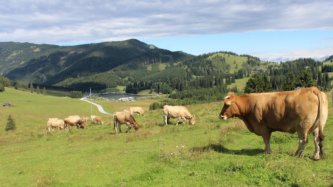 Eine grüne Wiese mit mehreren Kühen auf einer Hügelkette. Im Hintergrund sind sanfte Berge und ein klarer Himmel zu sehen. | © Tourismusverband Oststeiermark