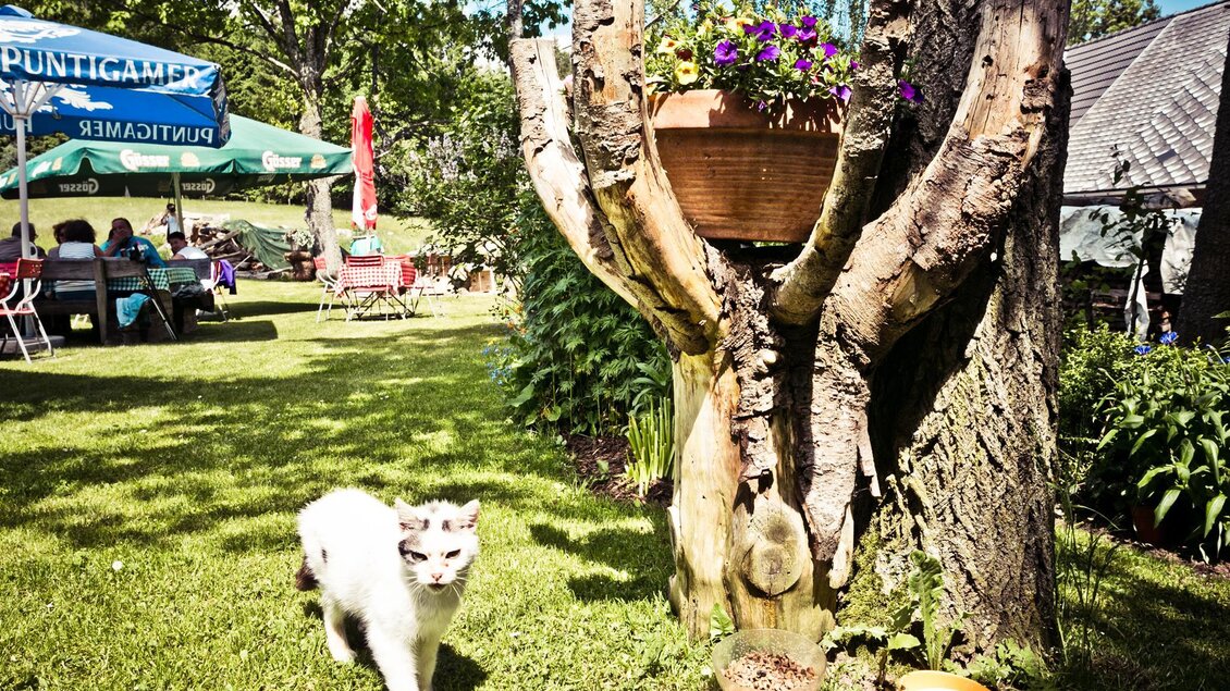 Eine weiße Katze bewegt sich durch einen grünen Garten mit einem Baum, von dem ein Blumentopf hängt. Im Hintergrund sind Tische und Stühle sichtbar. | © Schilcherland Steiermark
