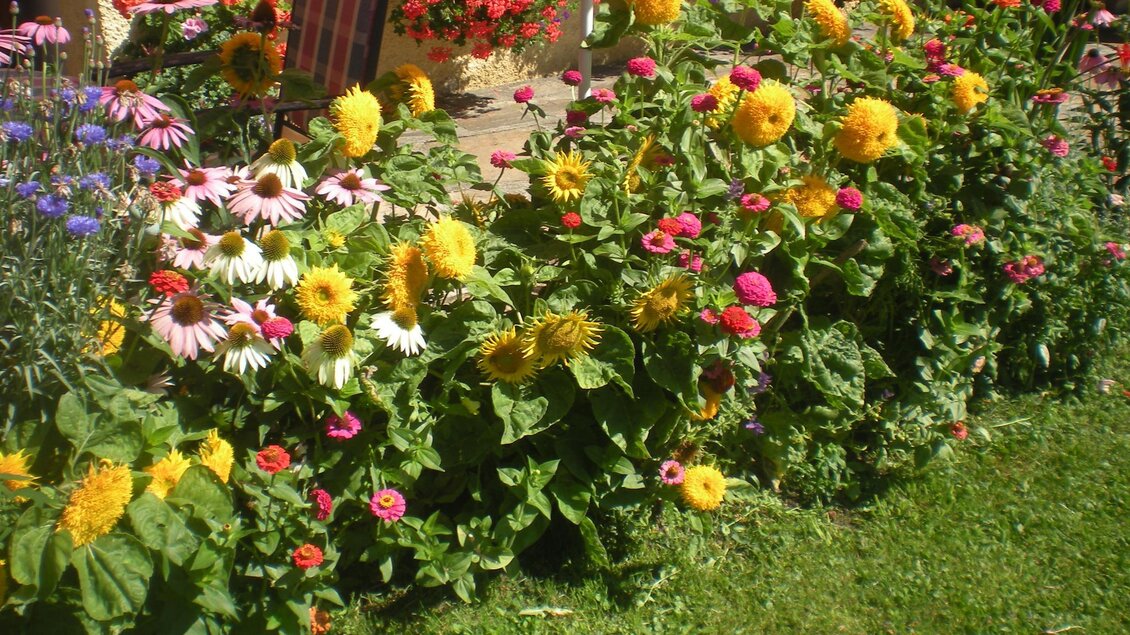 Ein bunter Blumenbeet mit Sonnenblumen, Zinnien und anderen Blüten. Die Pflanzen stehen auf grünem Gras und verbreiten eine fröhliche Atmosphäre.