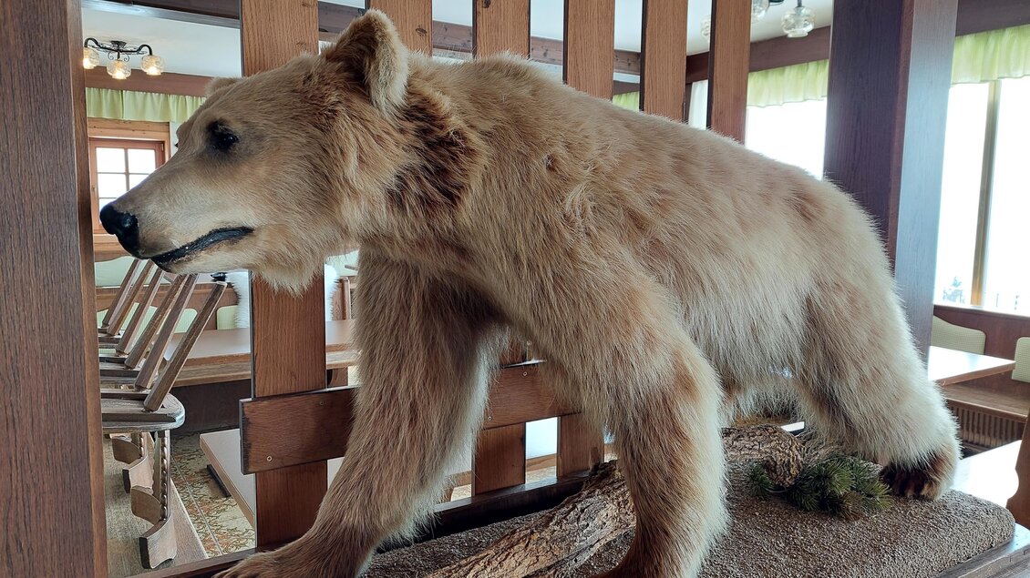 Ein lebensgroßes Bärenpräparat steht auf einem Holzgestell in einem Raum. Im Hintergrund sind Tische und Stühle zu sehen. | © TV Hochsteiermark / Brigitte Digruber