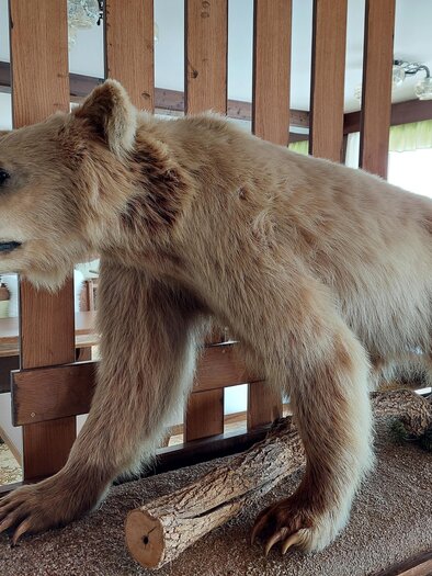 A life-sized bear mount stands on a wooden frame in a room. In the background, tables and chairs can be seen. | © TV Hochsteiermark / Brigitte Digruber