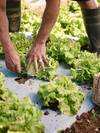 GenussBauernhof Hillebrand | © Region Graz - Michael Königshofer | © Region Graz - Michael Königshofer