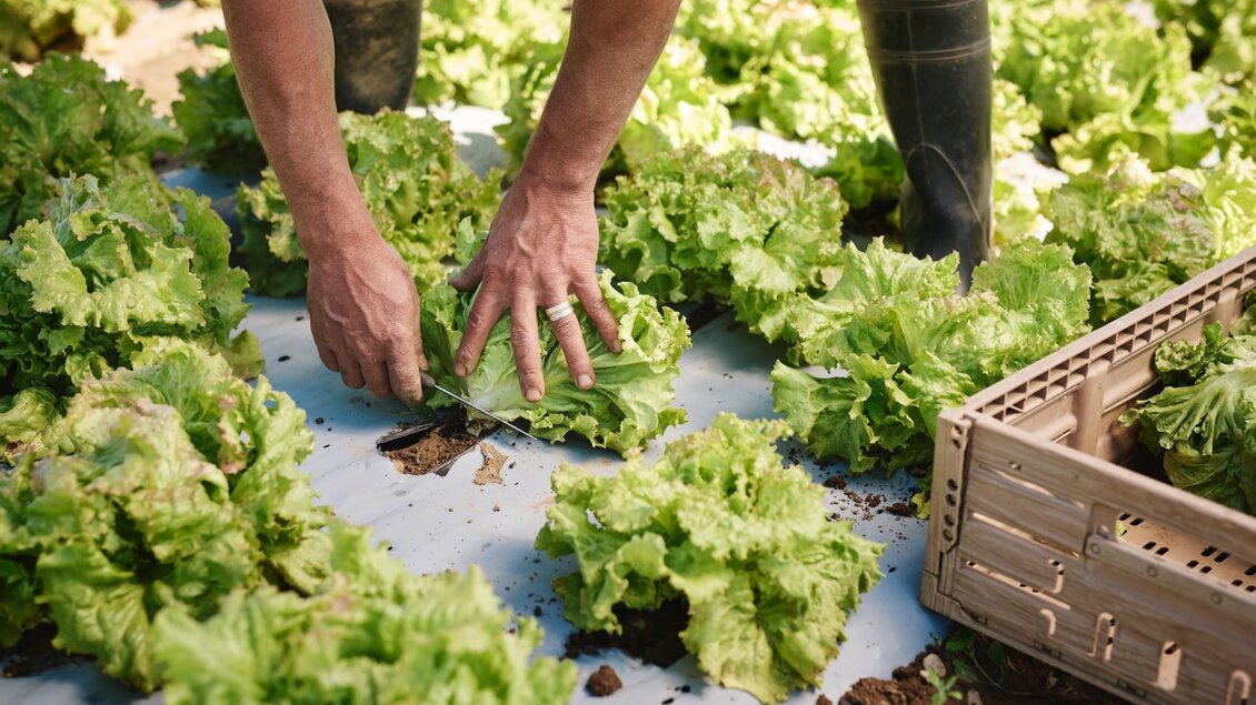Hände schneiden einen Kopf Salat auf einem Feld mit vielen grünen Salatreihen und einer leeren Kiste daneben. | © Region Graz - Michael Königshofer
