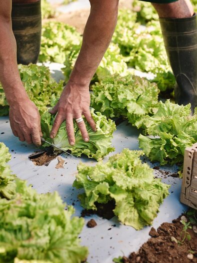 Hände schneiden einen Kopf Salat auf einem Feld mit vielen grünen Salatreihen und einer leeren Kiste daneben. | © Region Graz - Michael Königshofer