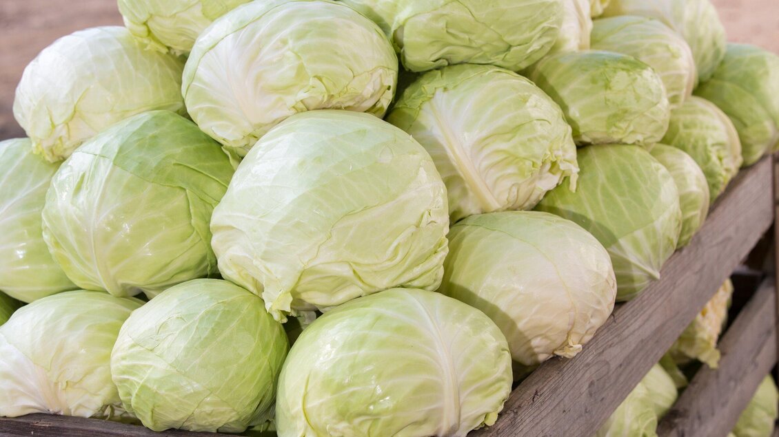 Köpfe von frischem Weißkohl liegen übereinander in einer Holzkiste. Die Kohlsorten sind grün und prall. | © Region Graz - Harry Schiffer