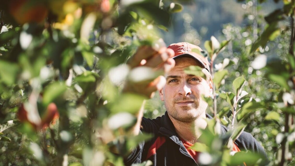 Christian bei der Apfelernte | © Stefan Leitner