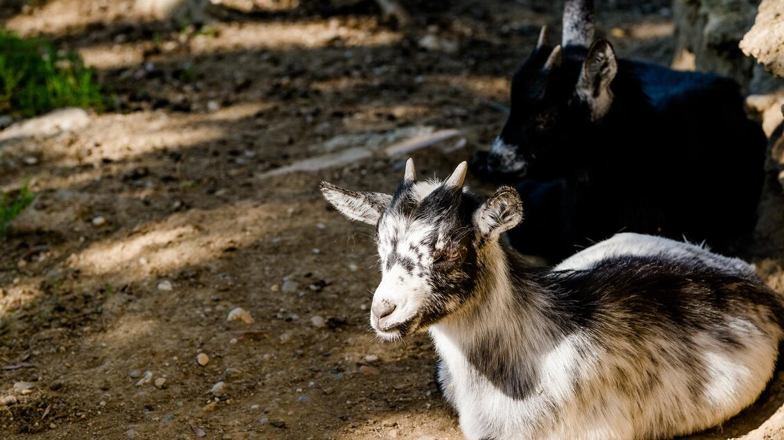 Zwei ruhende Zwergziegen im Schatten im Streichelzoo | © Graz Tourismus - Mias Photoart
