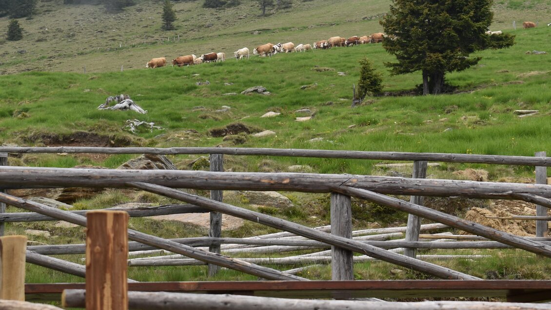 Eine grüne Wiese mit einigen Kühen, die im Hintergrund grasen. Im Vordergrund befindet sich ein Holzzaun.