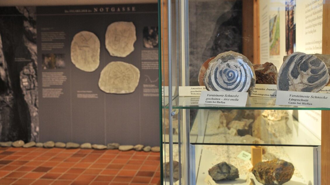 Ein Museum mit Ausstellungsstücken von Fossilien und Steinen. Im Hintergrund sind Erklärungen zu den gezeigten Objekten zu sehen. | © Gröbming Musem