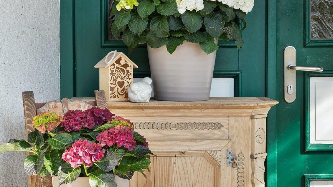 Ein Eingangsbereich mit einer schönen Holzkommode und zwei Blumentöpfen. Einer der Töpfe enthält bunte Hortensien und der andere weiße Hortensien. | © GrafenWirt