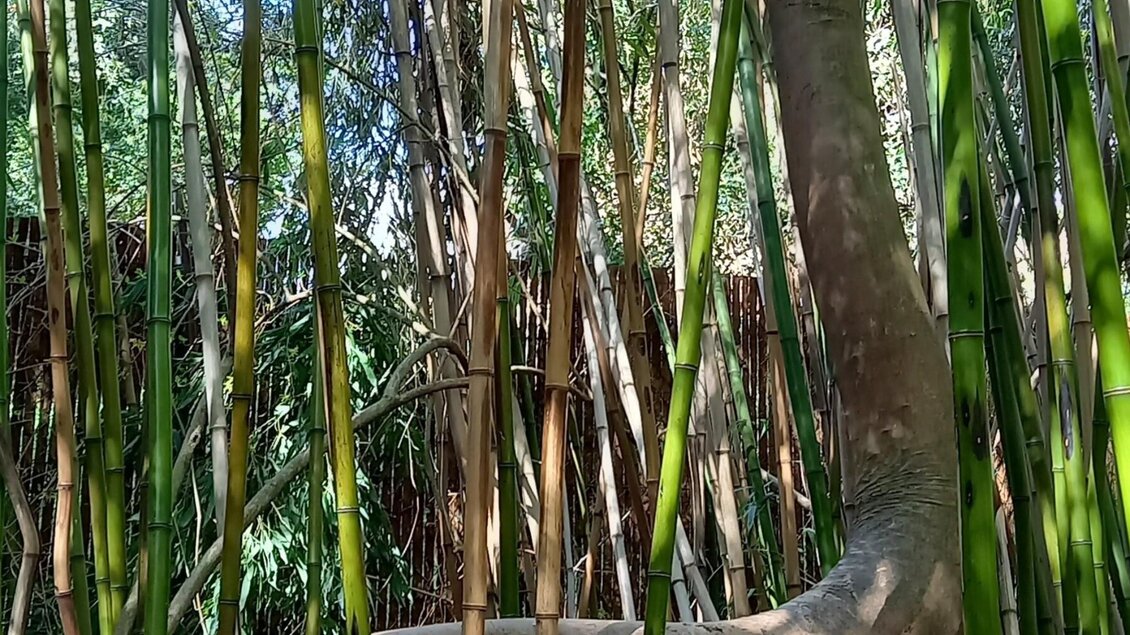 Dichte Bambusrohre im tropischen Bereich des Grazer Urwalds  | © Graz Tourismus Information