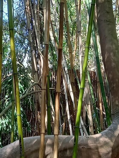 Dichte Bambusrohre im tropischen Bereich des Grazer Urwalds  | © Graz Tourismus Information