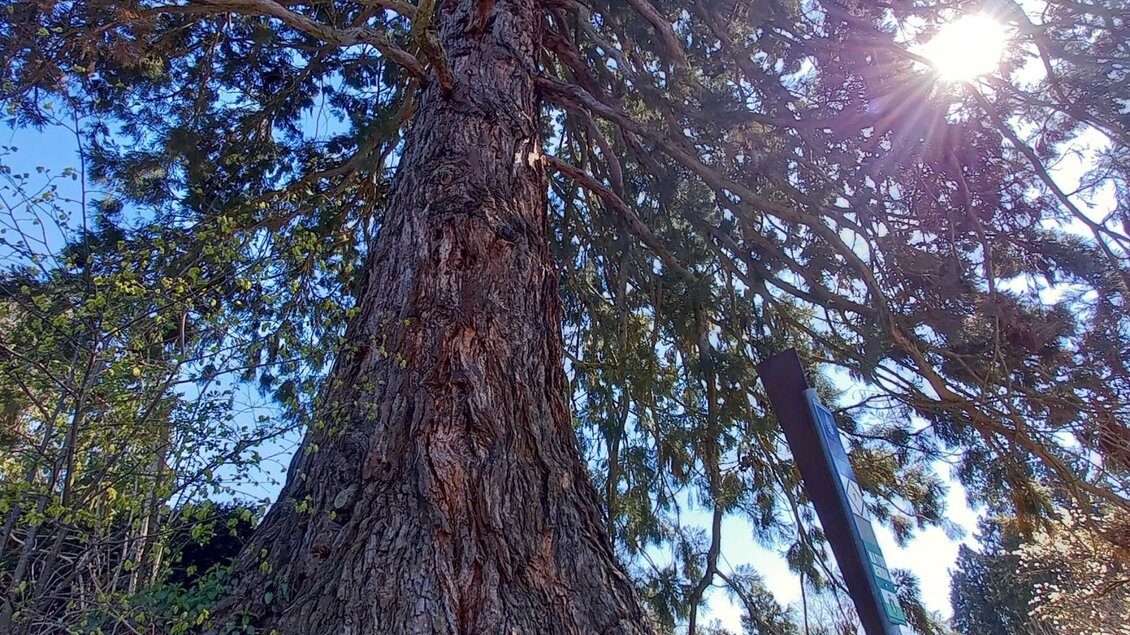 Blick von unten auf einen riesigen Mammutbaum im Grazer Urwald | © Graz Tourismus Information