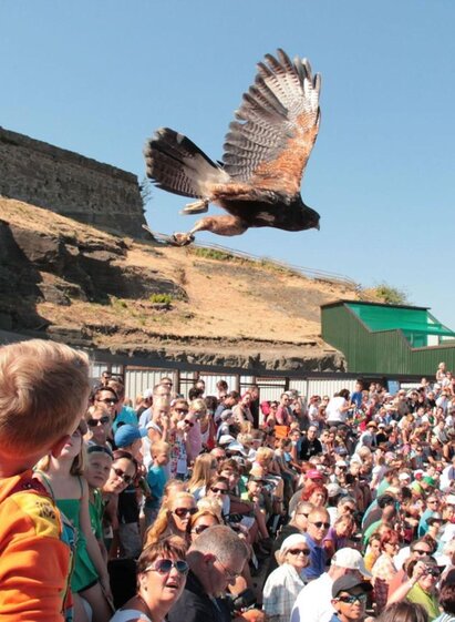 Greifvogelwarte | Greifvogelwarte Riegersburg | © Greifvogelwarte Riegersburg