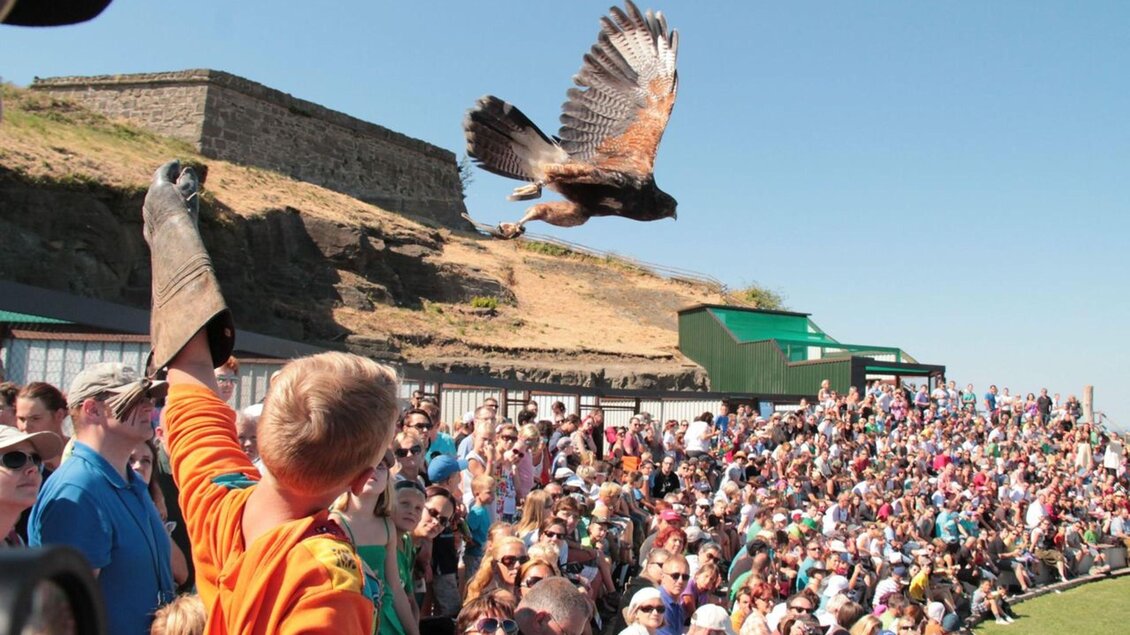 Greifvogelwarte | © Greifvogelwarte Riegersburg