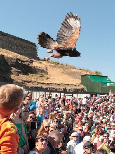 Greifvogelwarte | © Greifvogelwarte Riegersburg