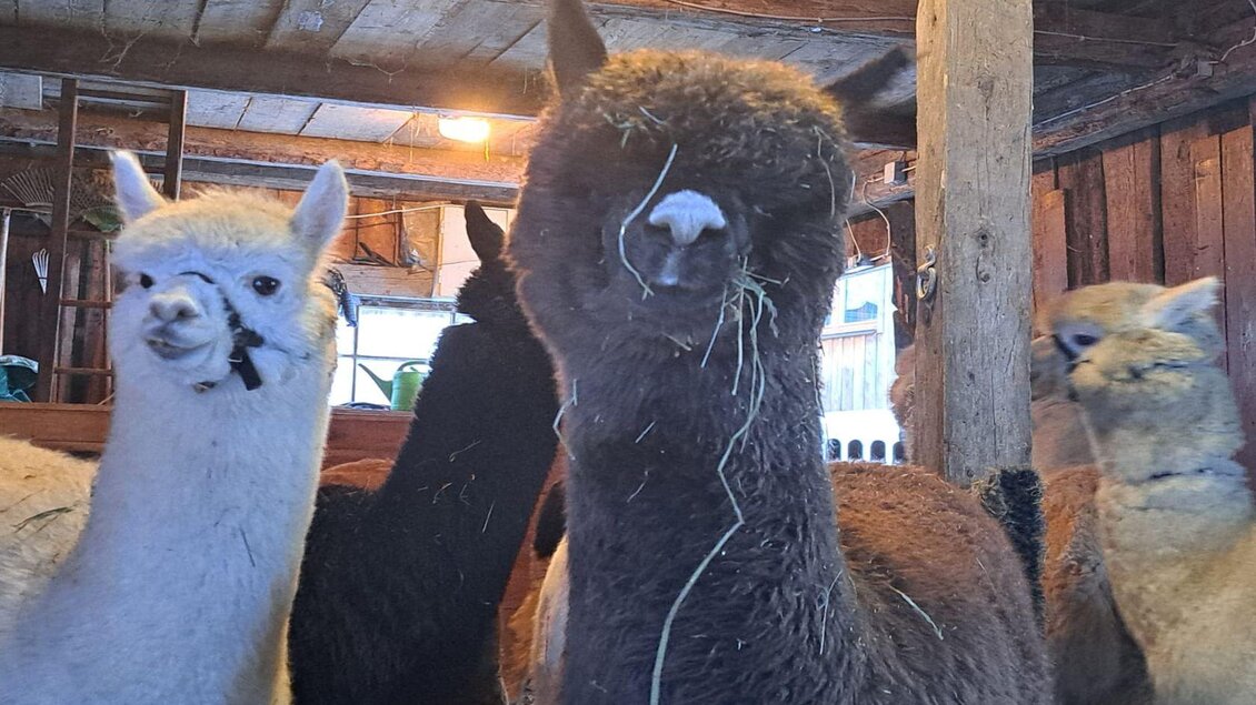 Grimming-Alpakas, Alpaka, Tauplitz | © Müller
