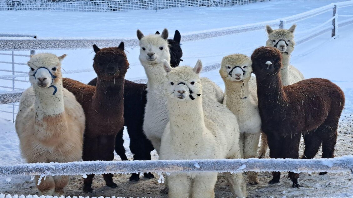Grimming-Alpakas, Alpakas im Schnee, Tauplitz | © Müller