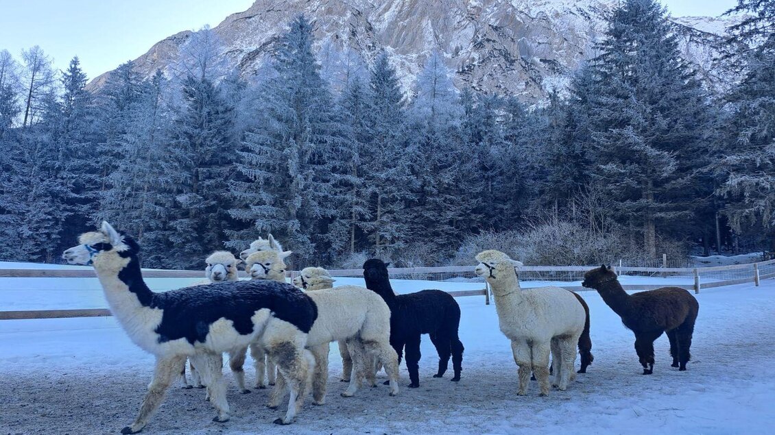 Grimming-Alpakas, Alpakaherde, Tauplitz | © Müller